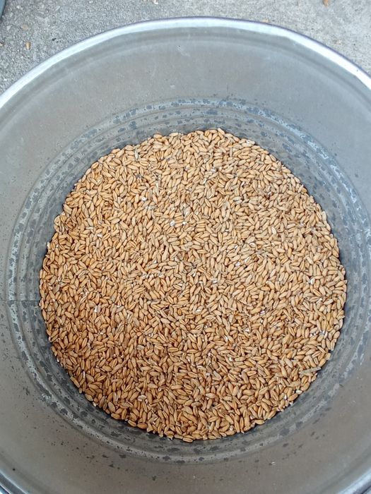 Pszenżyto ozime po centrali