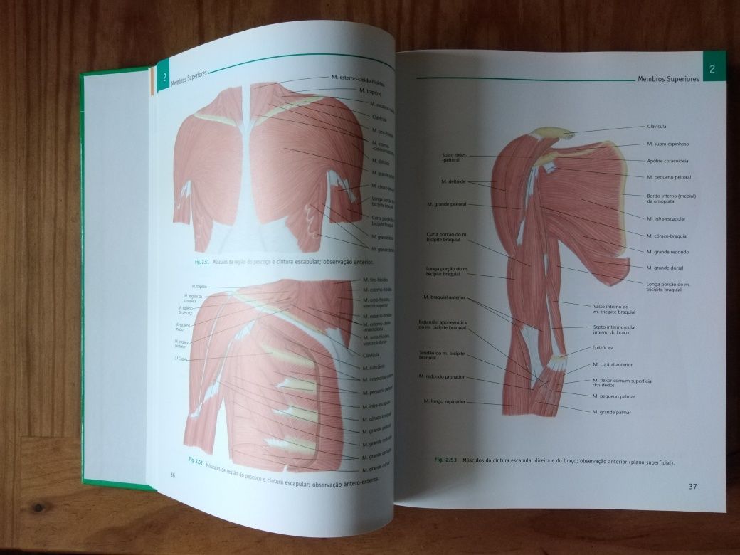 Atlas de Anatomia novo (K. J. Mol & M. Moll)