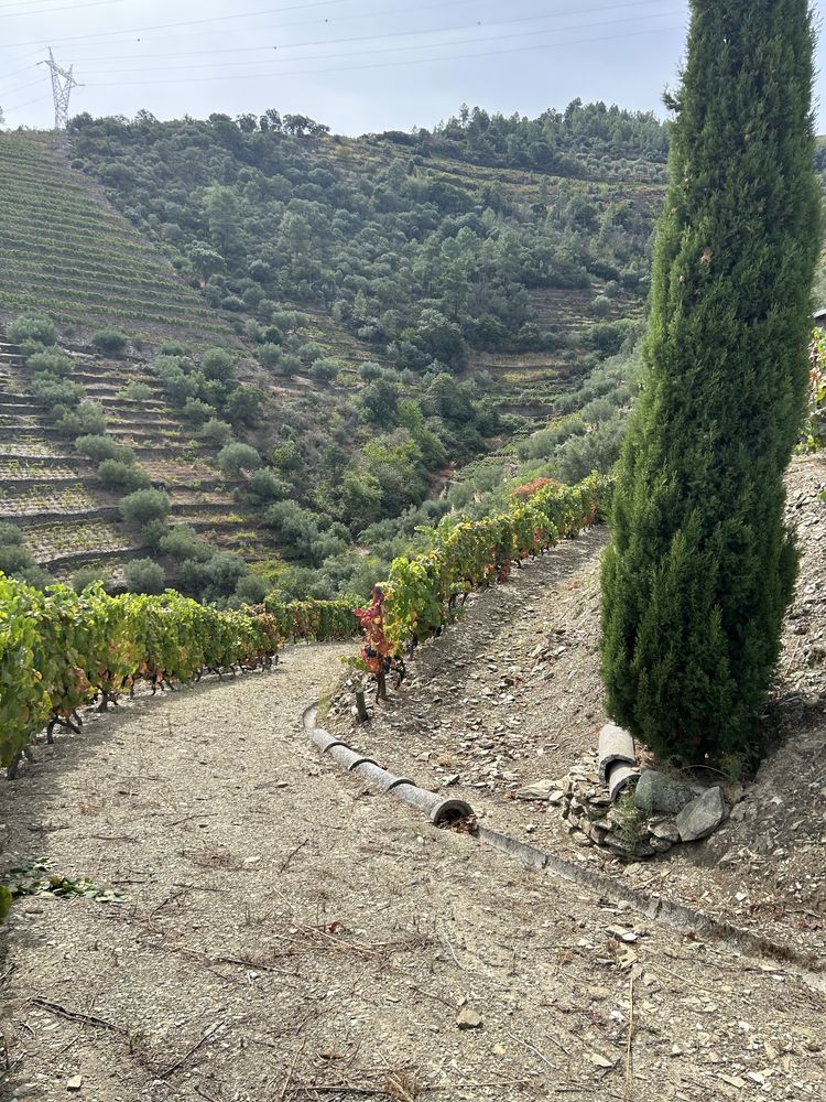 Terreno no Douro