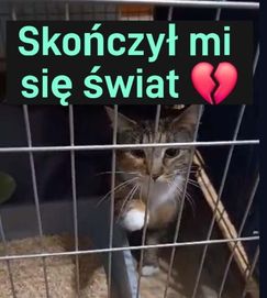 2 letnia Mini szuka swojego domku