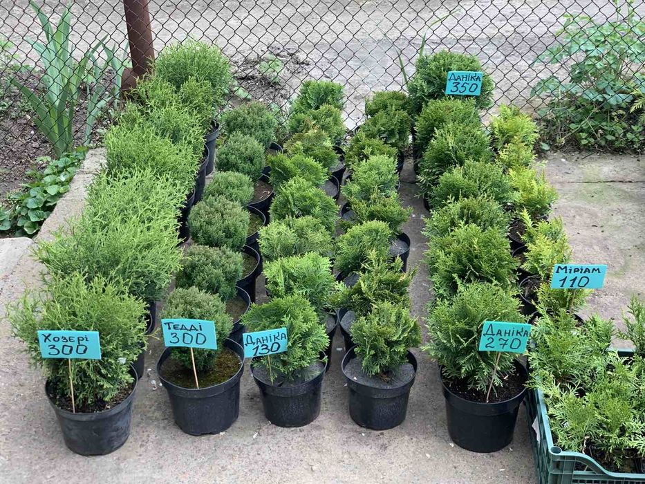 Туя Смарагд 25 см - 2 м; ялівець Блу Ерроу 35 см- 1 м; ялинки; ялівці
