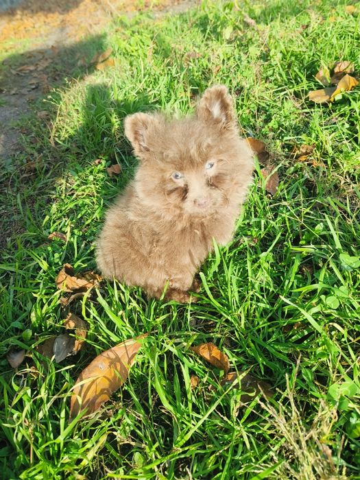 Помапу два хлопчики і дівчинка шоколад ліловий