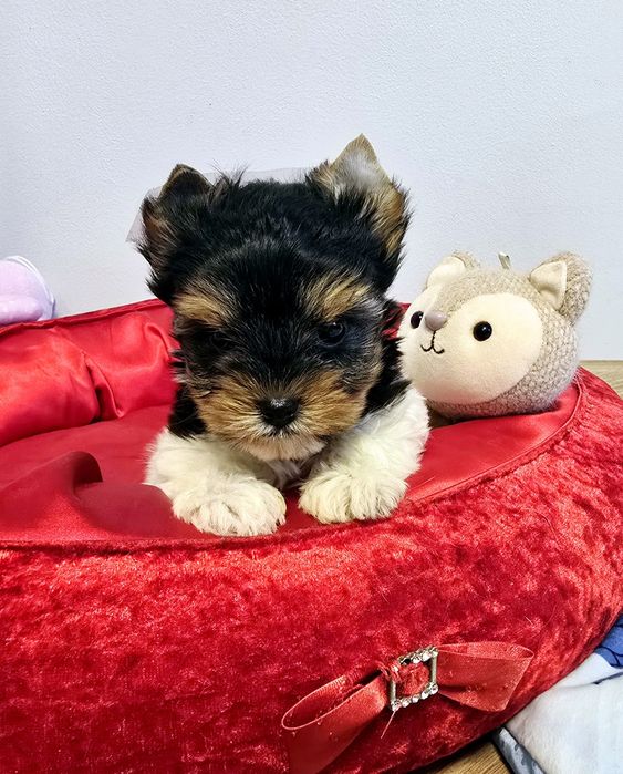 Śliczna dziewczynka Yorki DO rezerwacji Biewer Yorkshire Terrier
