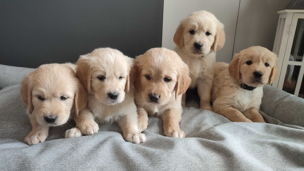 Golden Retriever piesek do rezerwacji