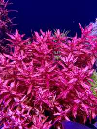 rotala macrandra variegated rośliny akwariowe
