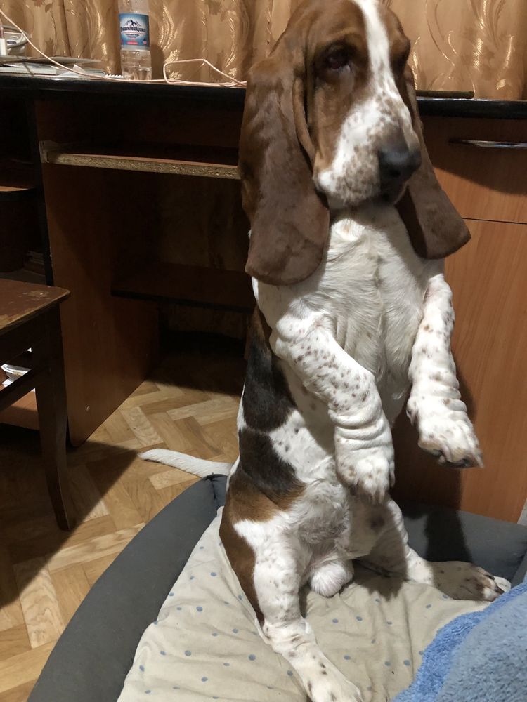 Мальчик Бассет Хаунд