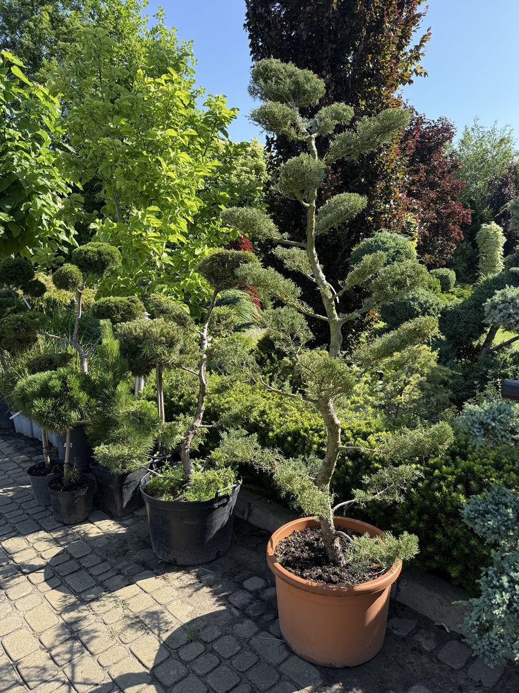 Jałowiec formowany BONSAI