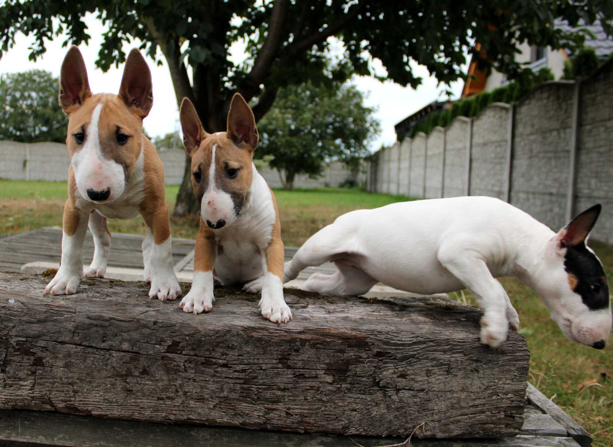 Bulterier miniaturowy, minibull TUTTI FRUTTI