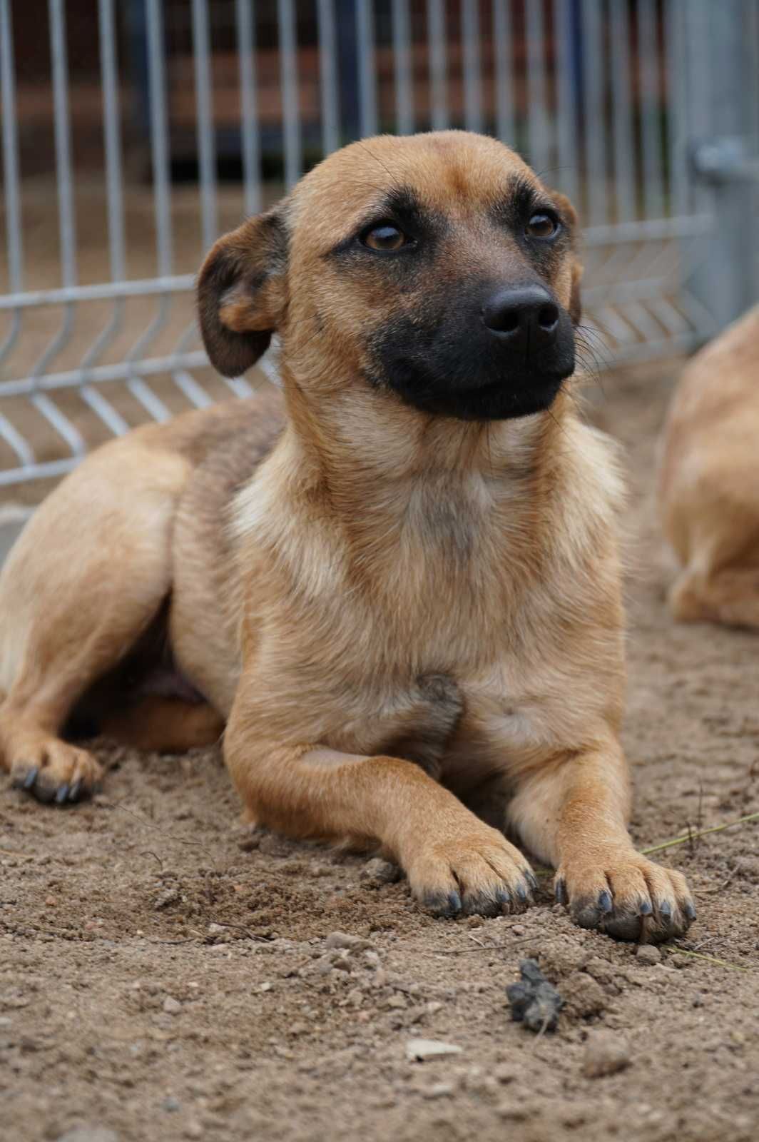 OTOZ Animals - mała, kochana Mikusia pilnie szuka domu!