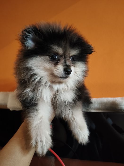 Spitz alemão fêmea Merle