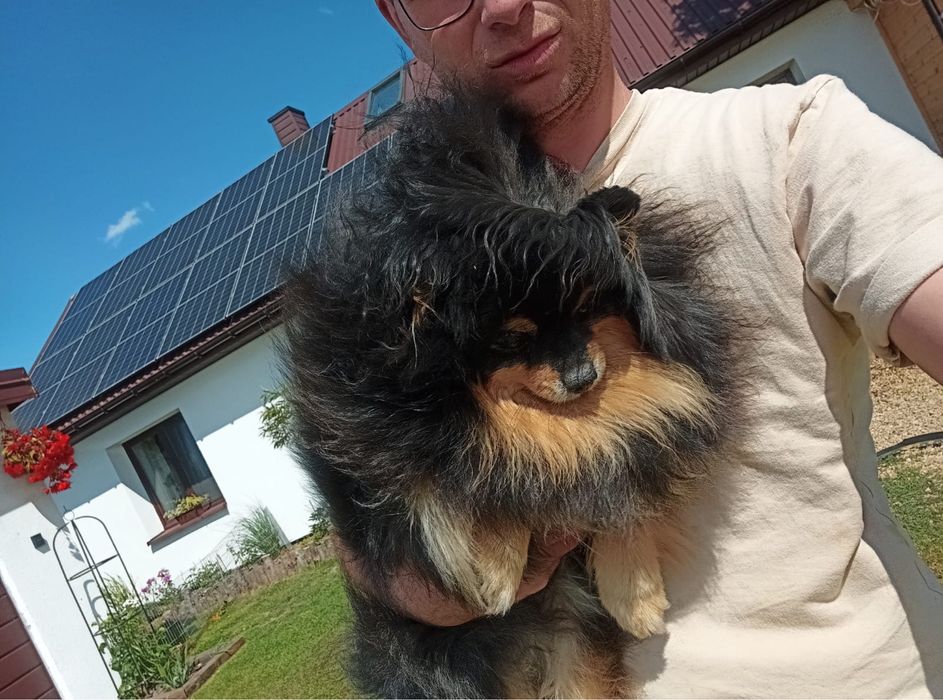 Szpic miniaturowy suczka