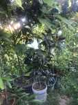 Planta de magnólia branca