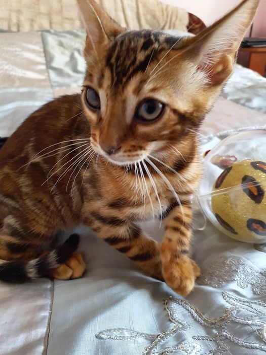 Хлопчик бенгал в улюбленці , BEN 24