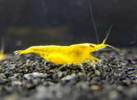 Krewetki akwariowe neocardina Yellow Neon / żółte