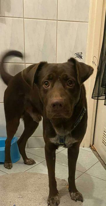 Oddam pieska  za darmo. Odbior tylko i wylacznie osobisty……………………………..