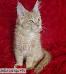 Kocurek Maine Coon