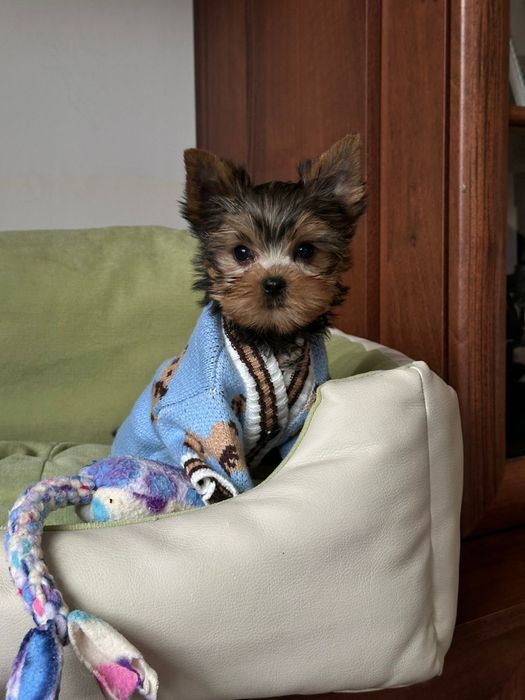 Ніжний йорк‑хлопчик для тих, хто любить спокій