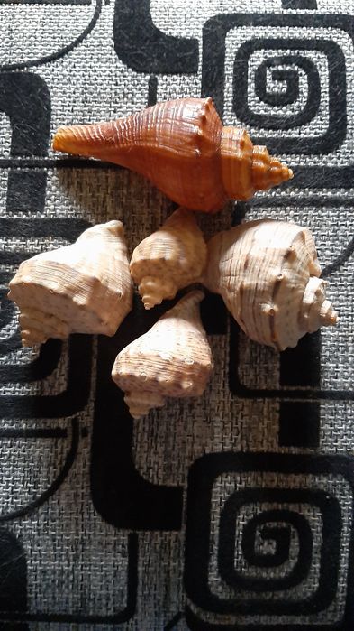 Ракушки для аквариума