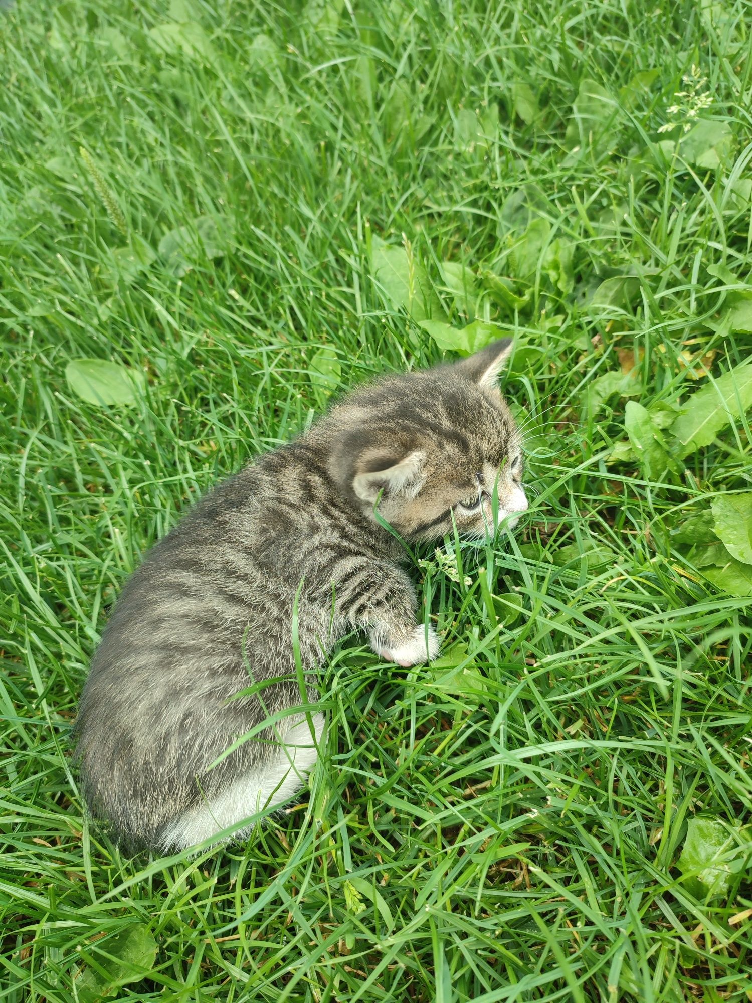 Oddam kotki w dobre ręce