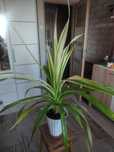 Sprzedam kwiat pandan  veitcha