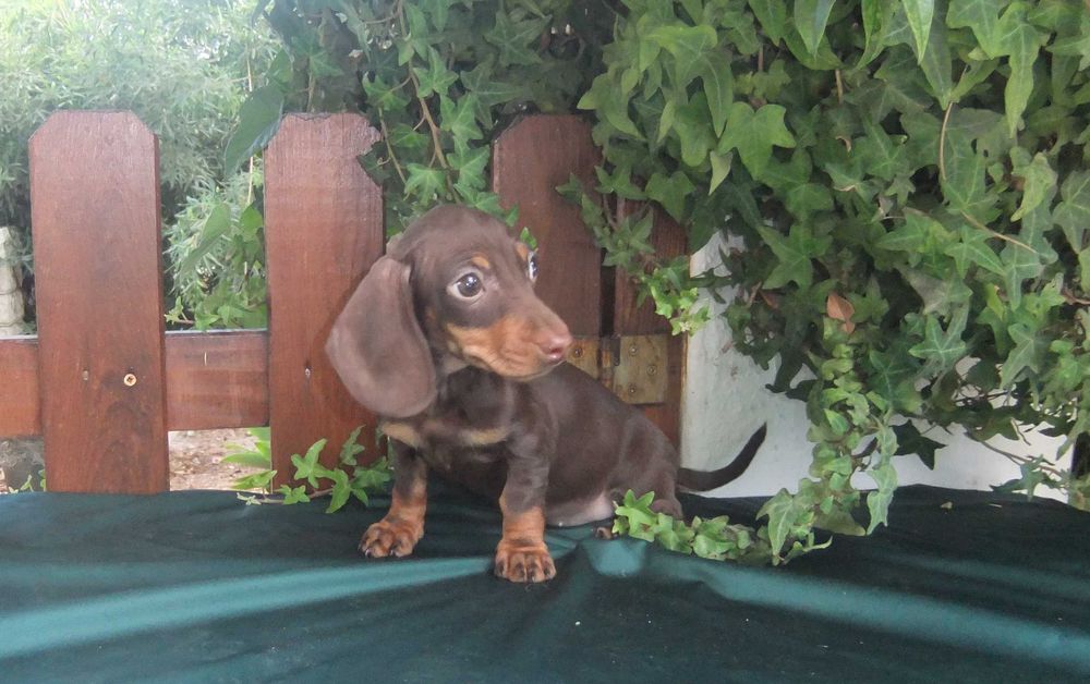 cachorra teckel miniatura