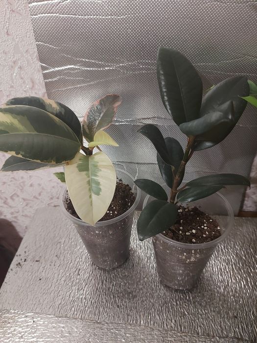 Фікуси Тінеке з білою варієгатністю,Беліз,фікус з темним листям Мелані