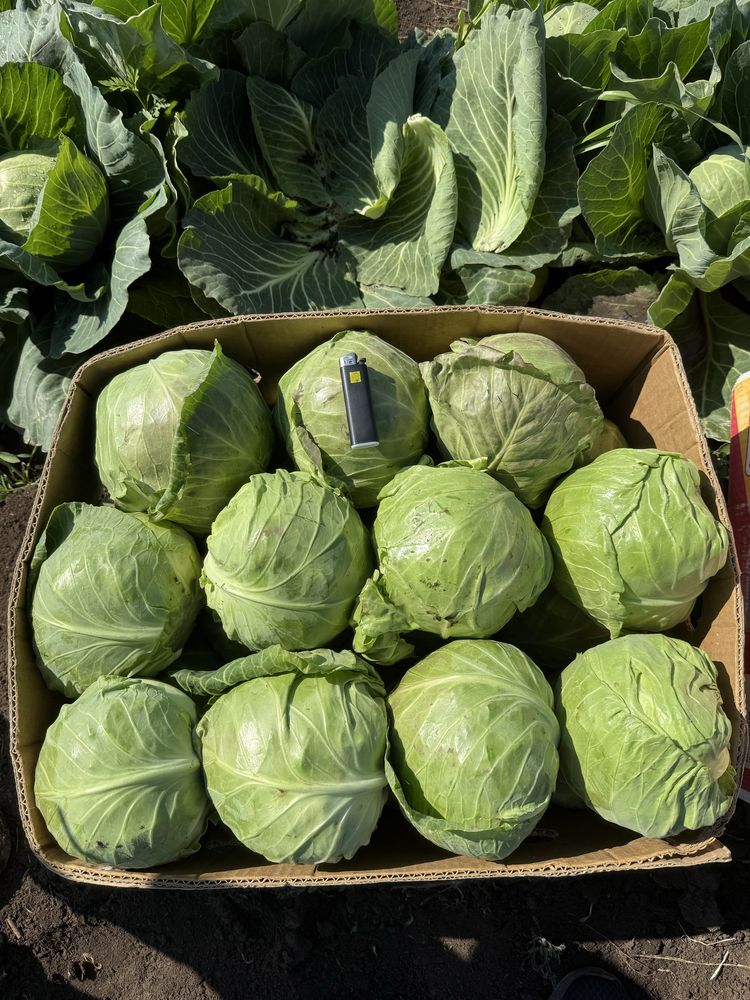 Продам молоду капусту