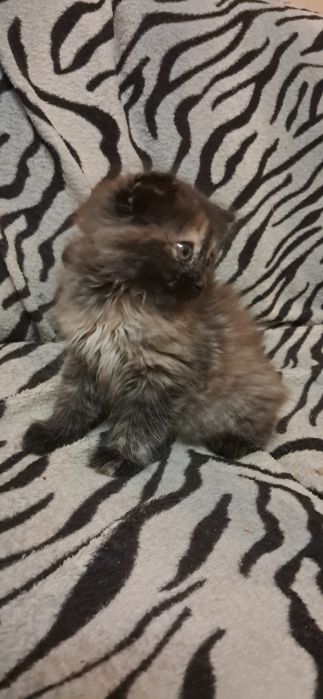 Кошенятко безкоштовно