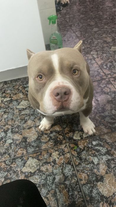 American bully pocket para cruzamento