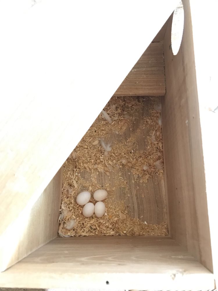 Пара волнистых попугаев (клетка + гнездо + щиток).
