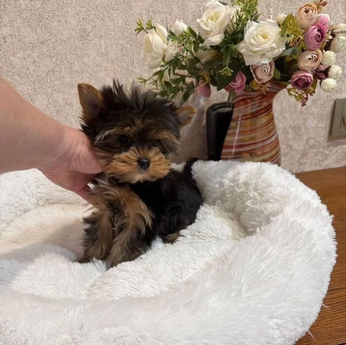 Гарна собачка йорк