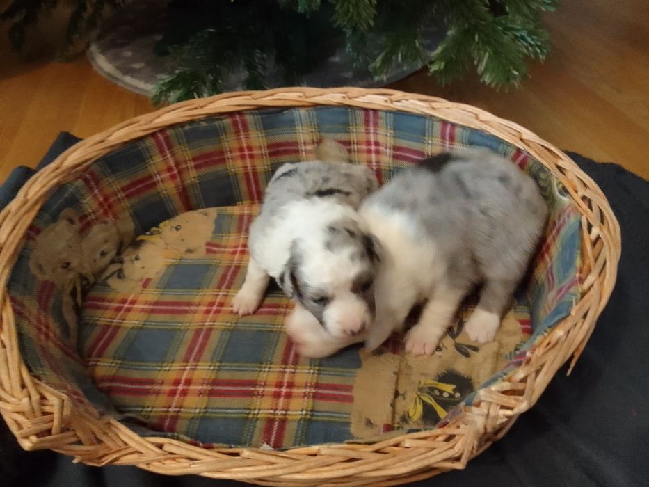 Border coli szczenie