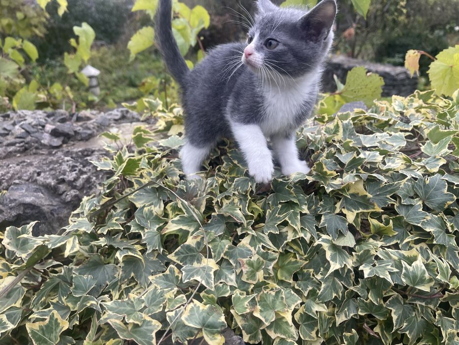 Подарую маленьких кошенят