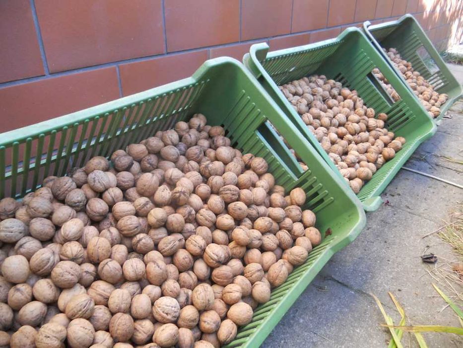 Orzechy  włoskie w łupinie