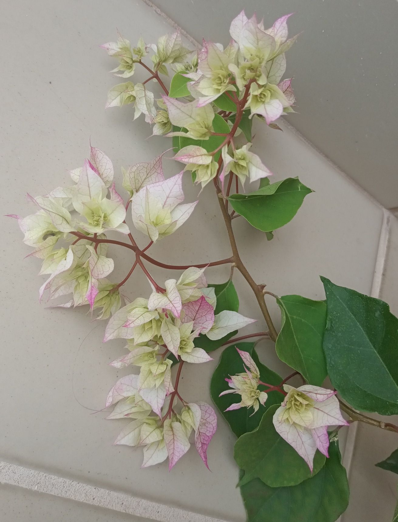 Bugenwilla bougainvillea kremowo zielona 100 cm