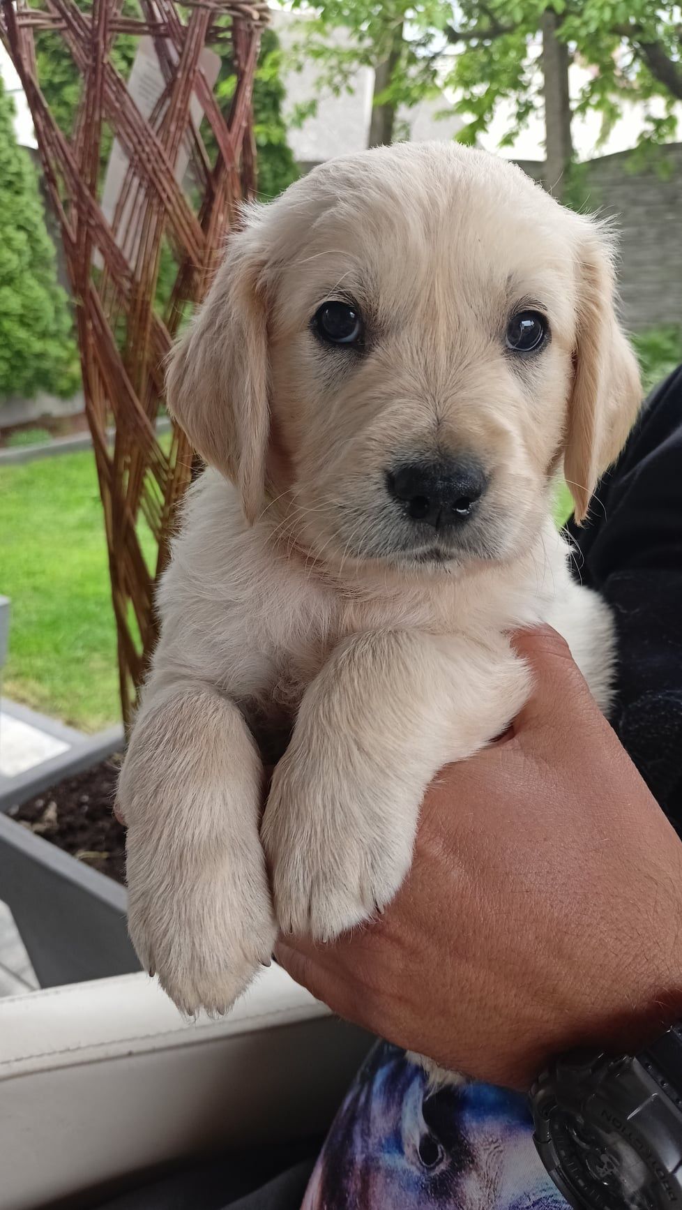 Golden Retriever chłopak maj