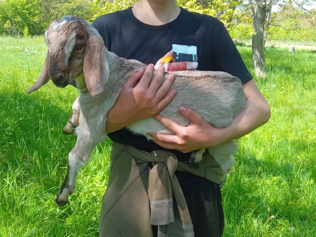 Англо нубійські козенята