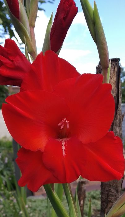 цибулини гладіолусів / луковицы гладиолусов / гладіолус / гладиолус