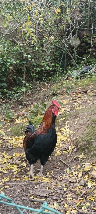 Galo Maran para troca de galinheiro