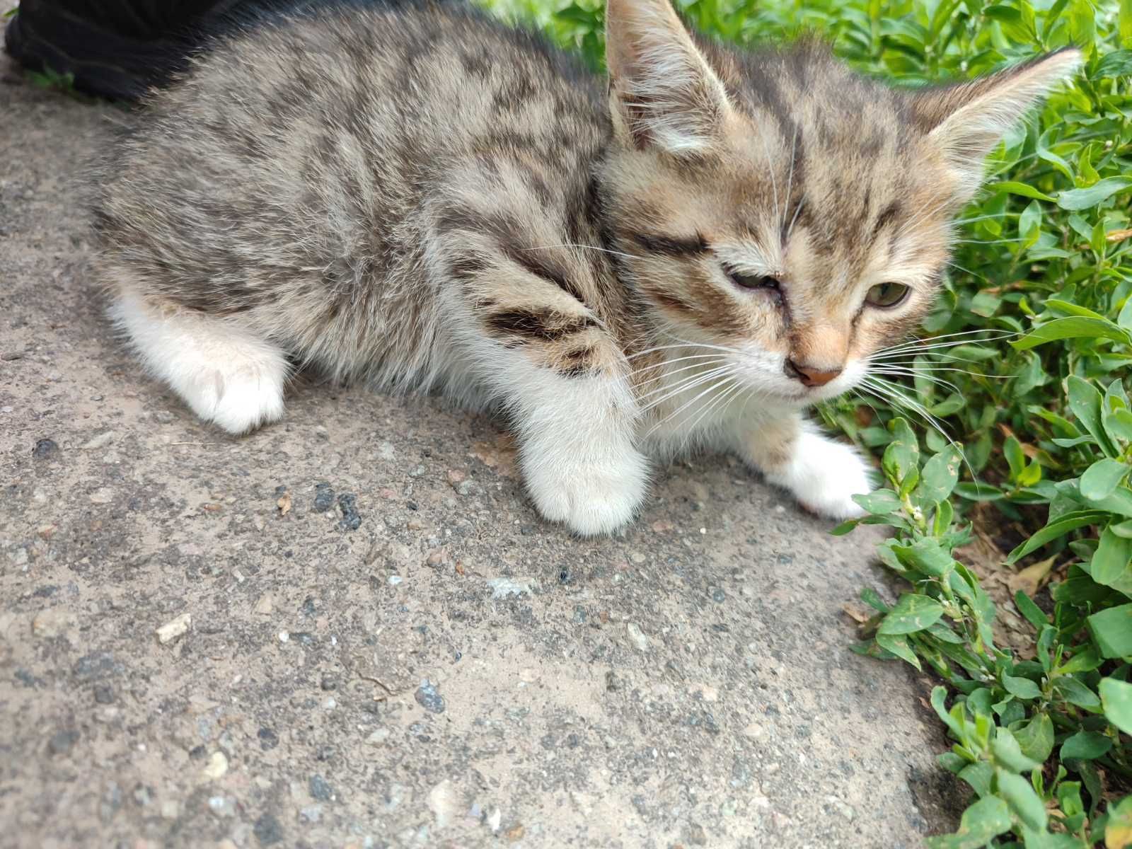 Котёнок котята кот кошка
