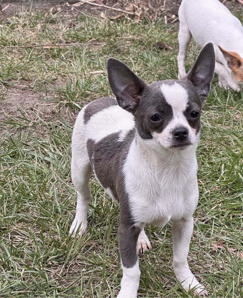 Piesek Chihuahua gotowy do odbioru