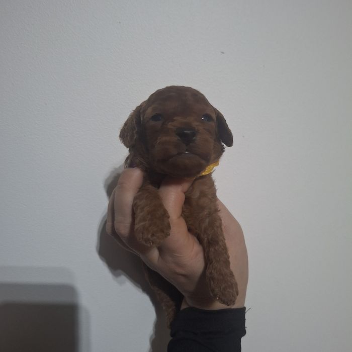 Pudel toy/miniatura sunia