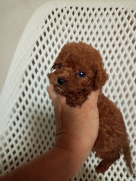 Мікро дітки МальтіпуF2