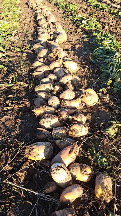 Buraki pastewne   240 zł