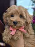 Maltipoo f1 suczka szczeniak szczenię szczeniaki metryka chip