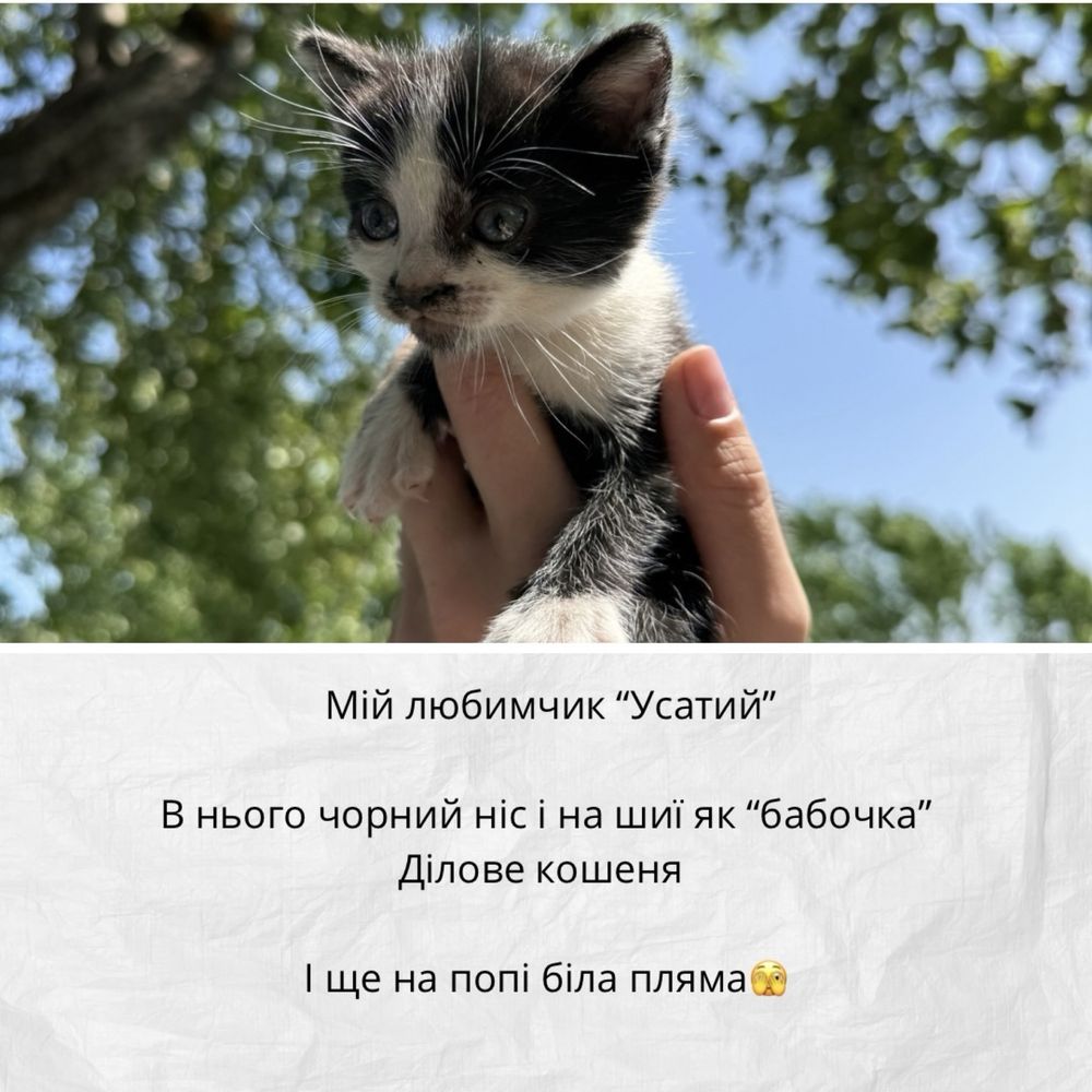 Кошеня шукає любов - хлопчик (1,5 місяці)