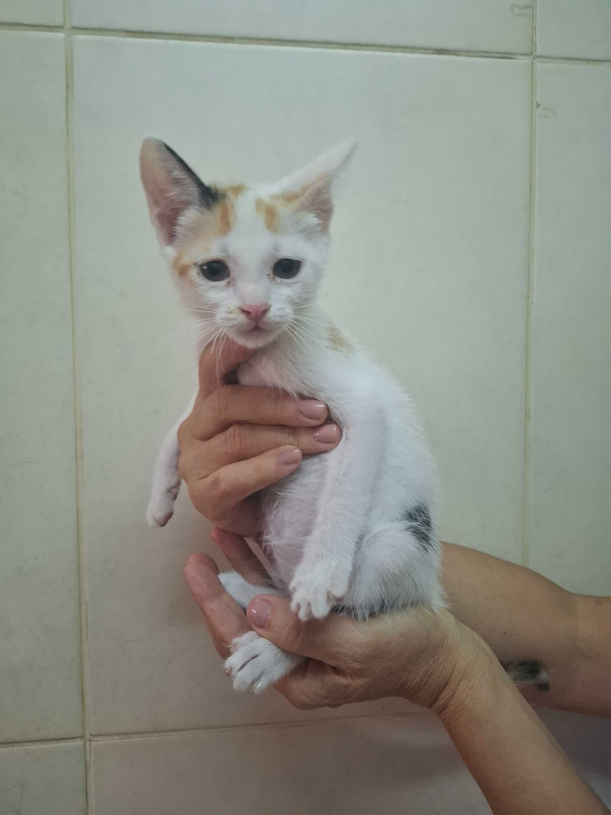 Gatinhos para adoção