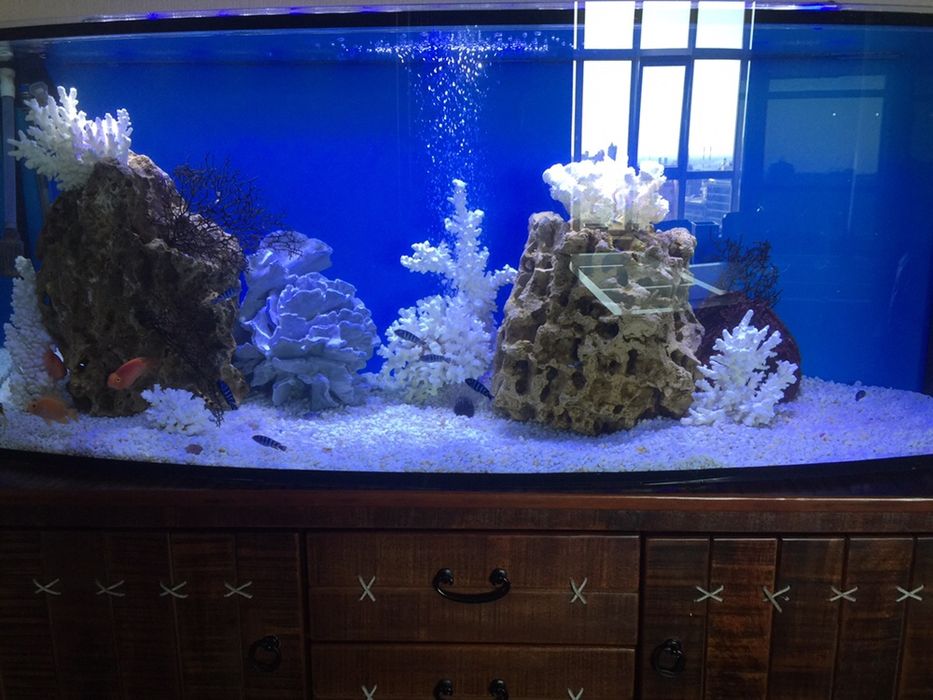 Обслуживание морских и пресных аквариумов,чистка аквариумов