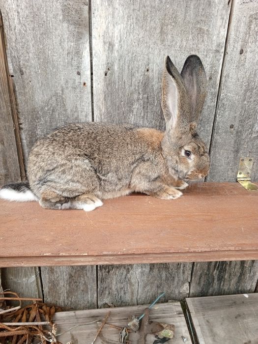 Sprzedam Samca Belga