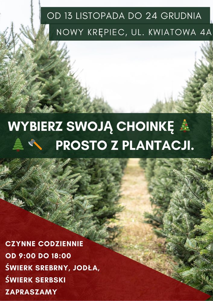 Żywe Drzewka Choinkowe Dostępne na Święta!